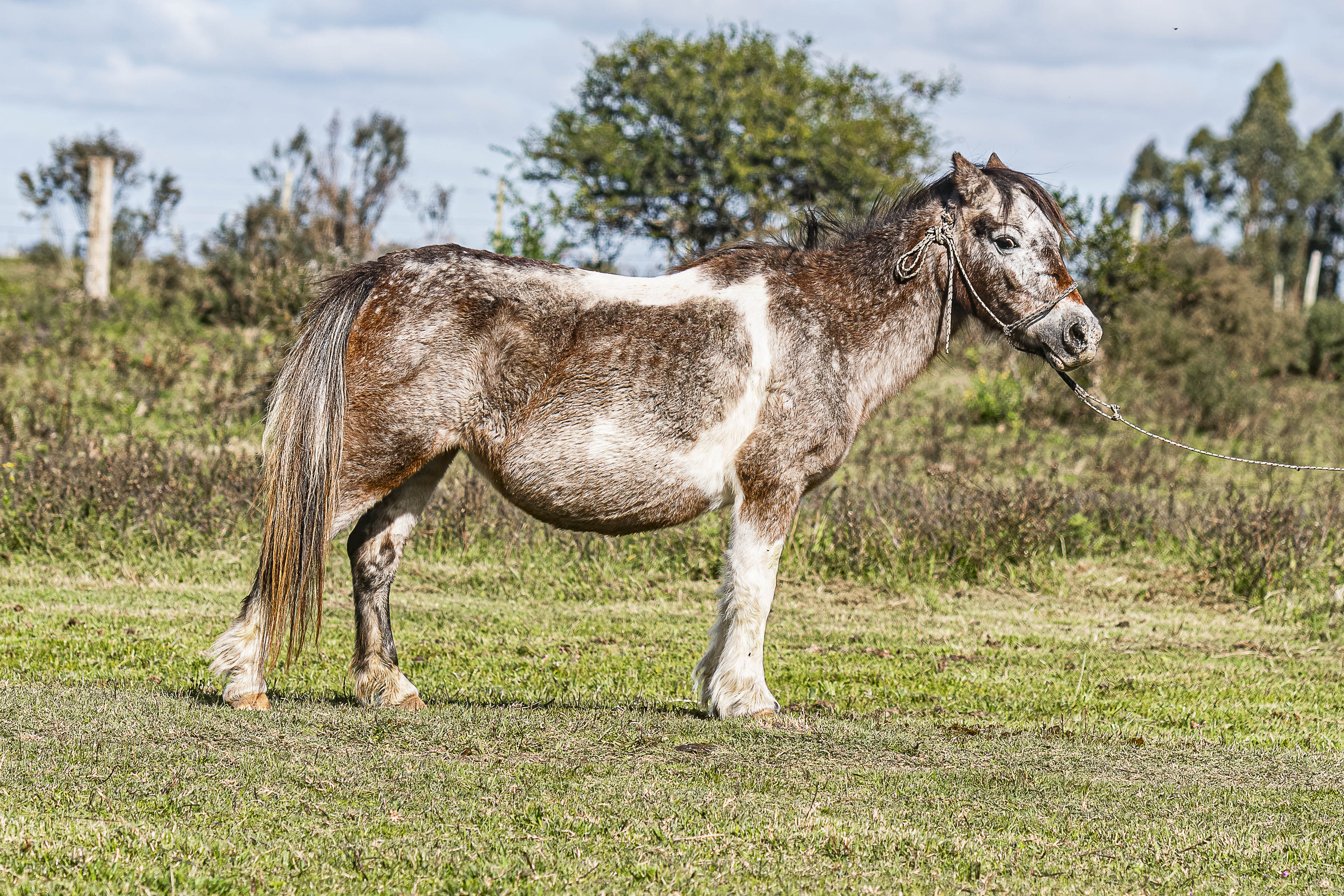 Yegua Madre SF Lili - Cabaña SHR Poni Shetland Uruguay